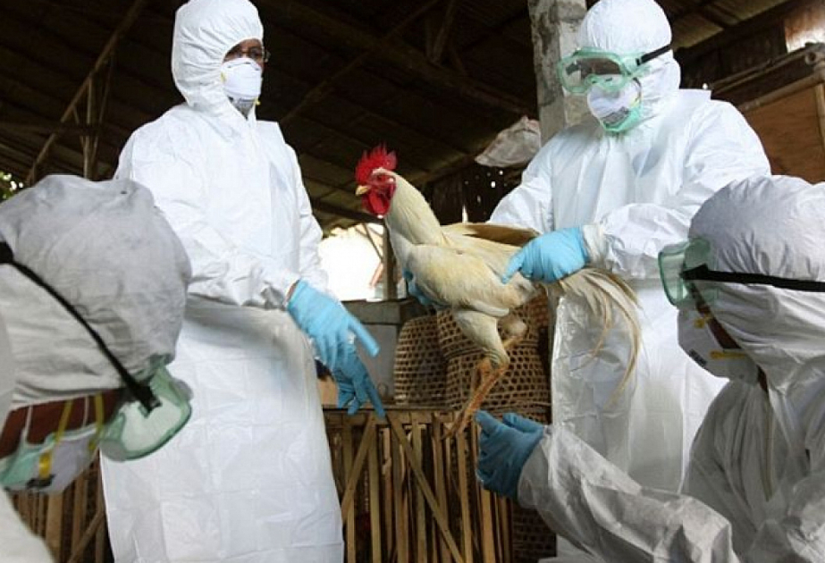 Europe, North America face early wave of bird flu cases
