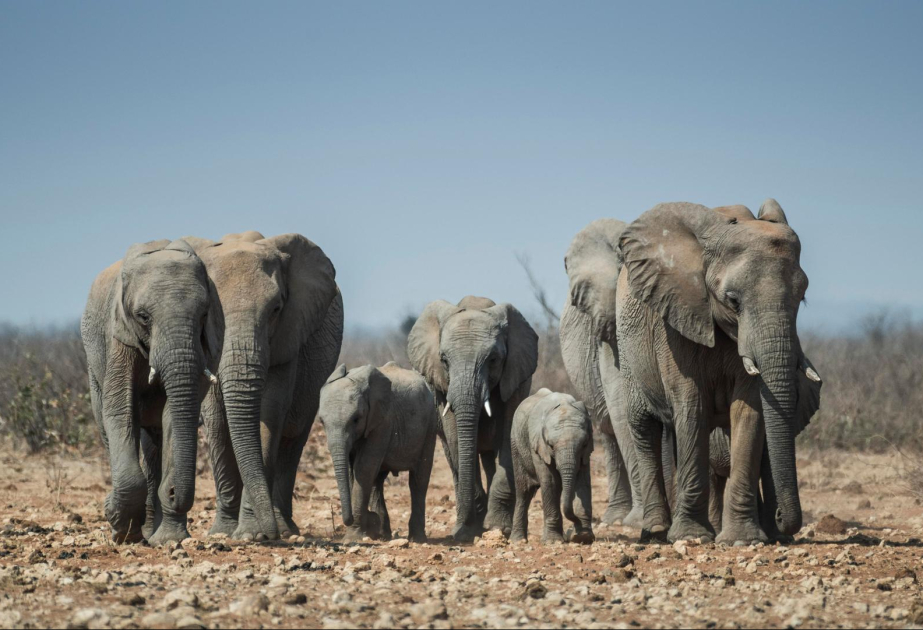Weltartenschutzkonferenz in Samarkand: Schutz von Giraffe, Nashorn und Elefanten soll bestehen bleiben