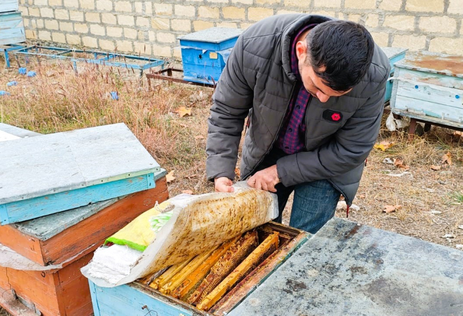 Qışda arı ailələrinə necə qulluq etmək lazımdır?