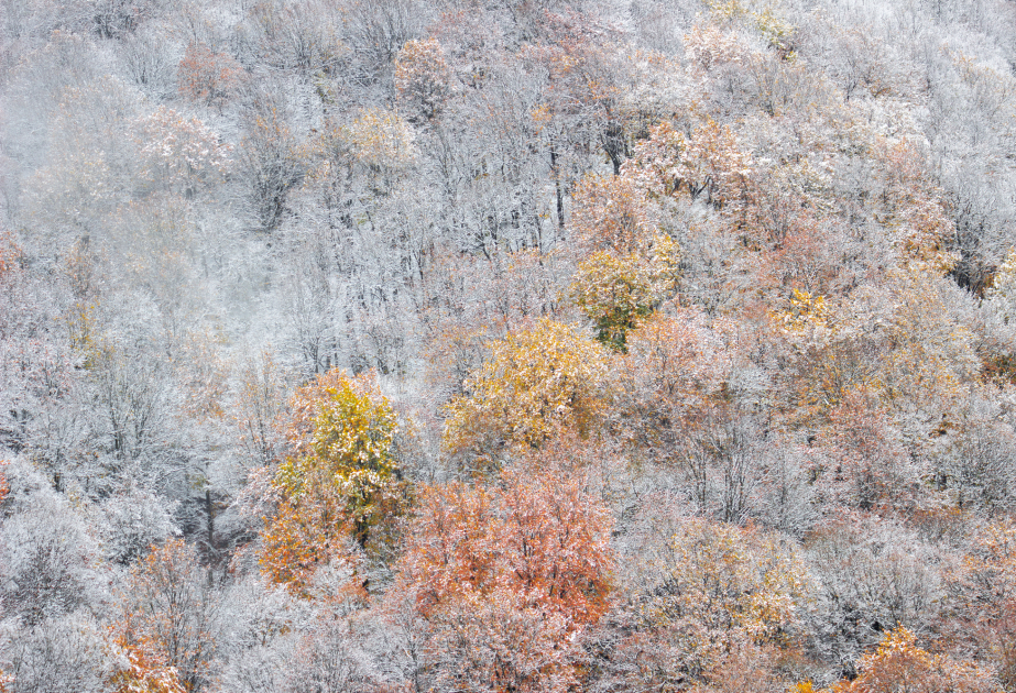 Herbst trifft Winter im Pirgulu-Wald – FOTOS