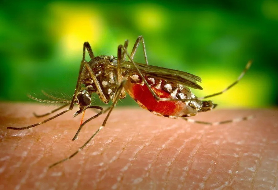 WHO meldet mehr Malaria-Fälle und Tote