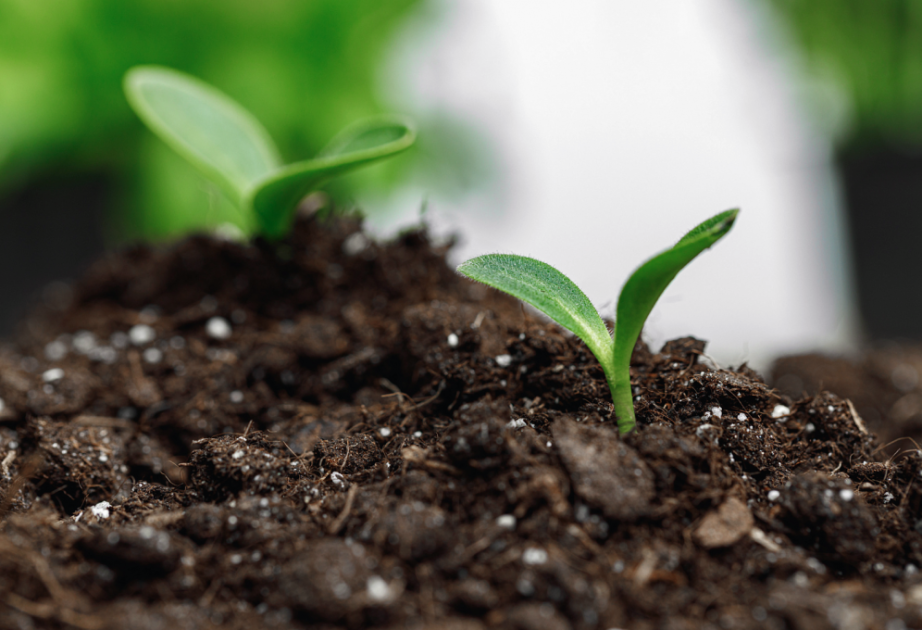 FAO marks World Soil Day 2025, underlines rising soil sealing across Asia and the Pacific
