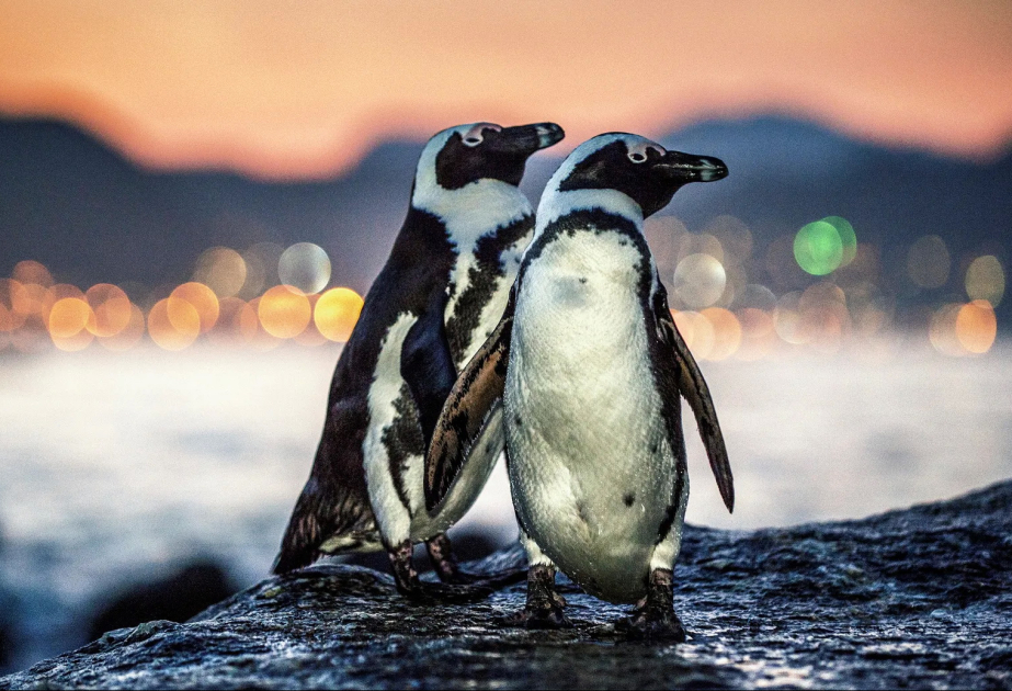 Sardinenmangel löste wohl Massensterben von Pinguinen aus
