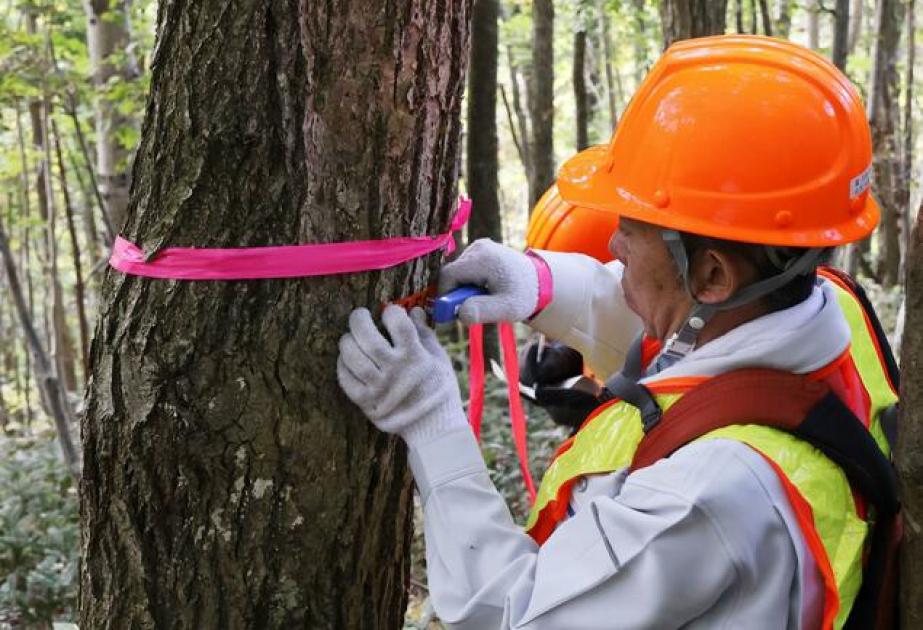 Tree-killing disease spreading rapidly across Hokkaido