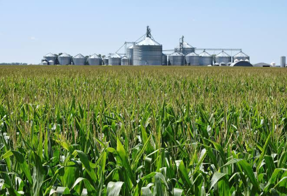 US-Regierung plant ein Paket in Höhe von zwölf Milliarden Dollar zur Stützung der Landwirte