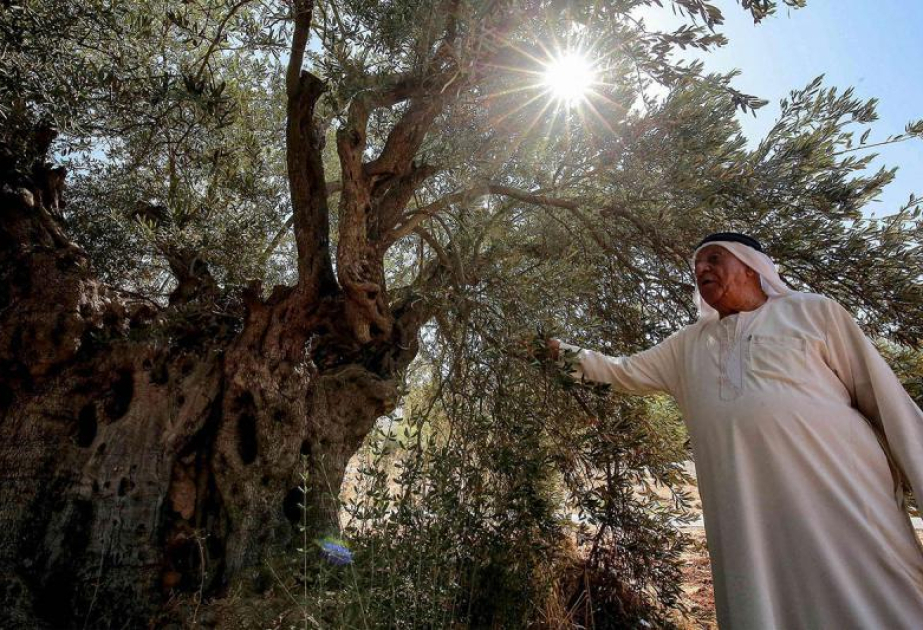 Jordan’s ancient Mharras olive tree inscribed on UNESCO’s World Heritage List
