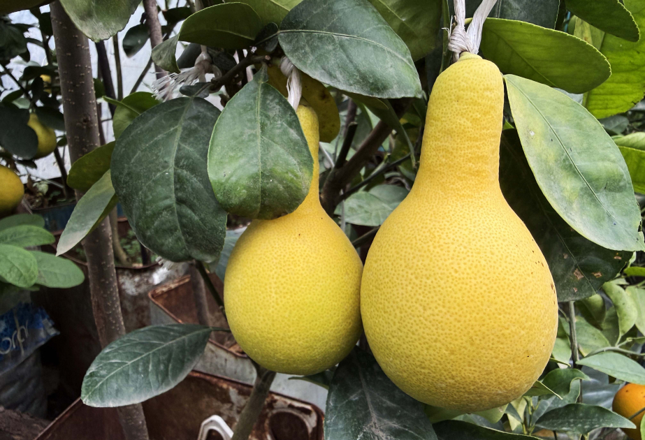 En el sur se cultiva un nuevo cítrico: el limón en forma de pera