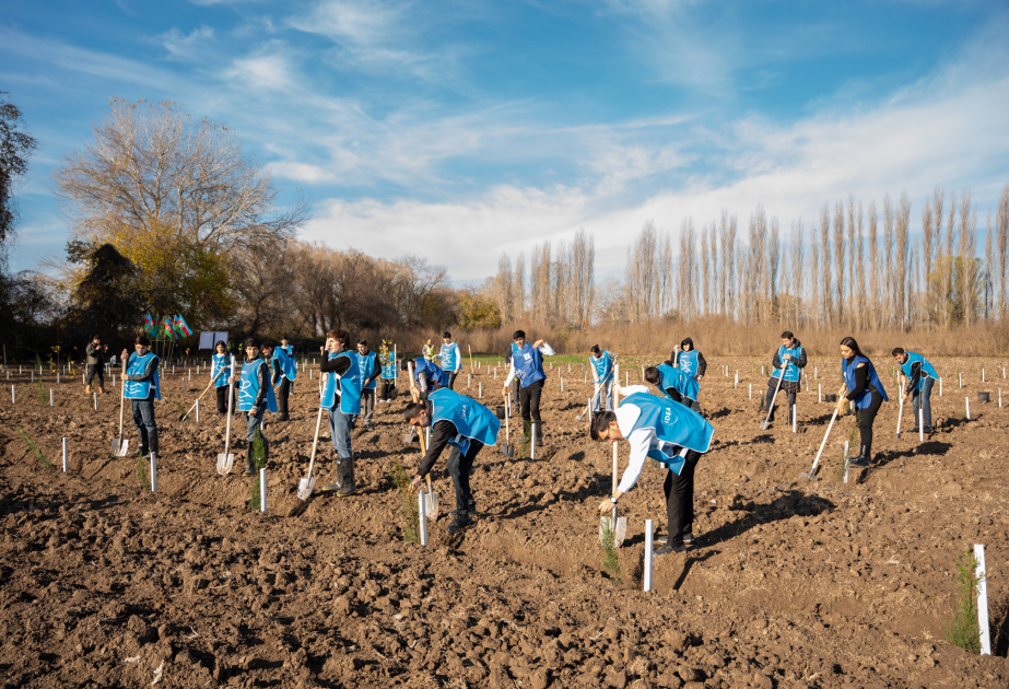 IDEA Sabirabad və Cəlilabad rayonlarında kütləvi ağacəkmə aksiyaları təşkil edib