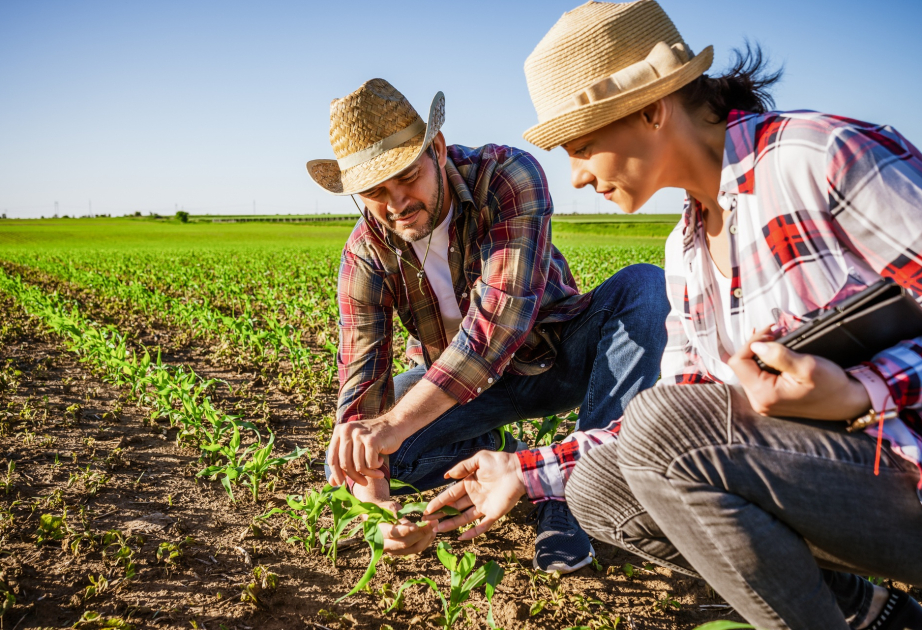 Decrece número de productores familiares agrícolas en Uruguay