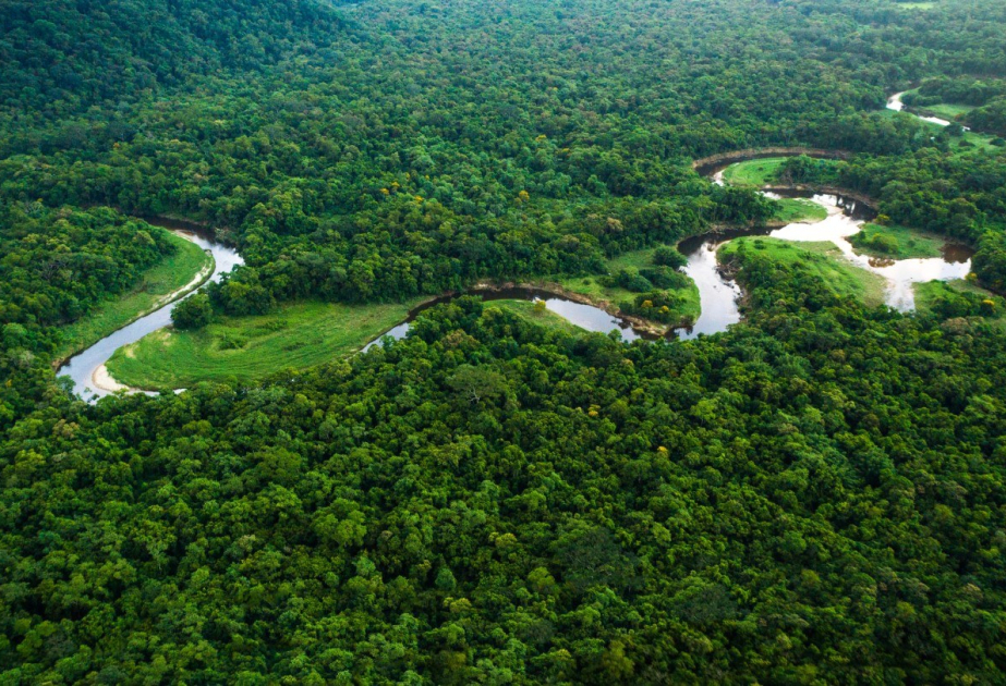 Amazon rainforest is transitioning to a 'hypertropical' climate — and trees won't survive that for long