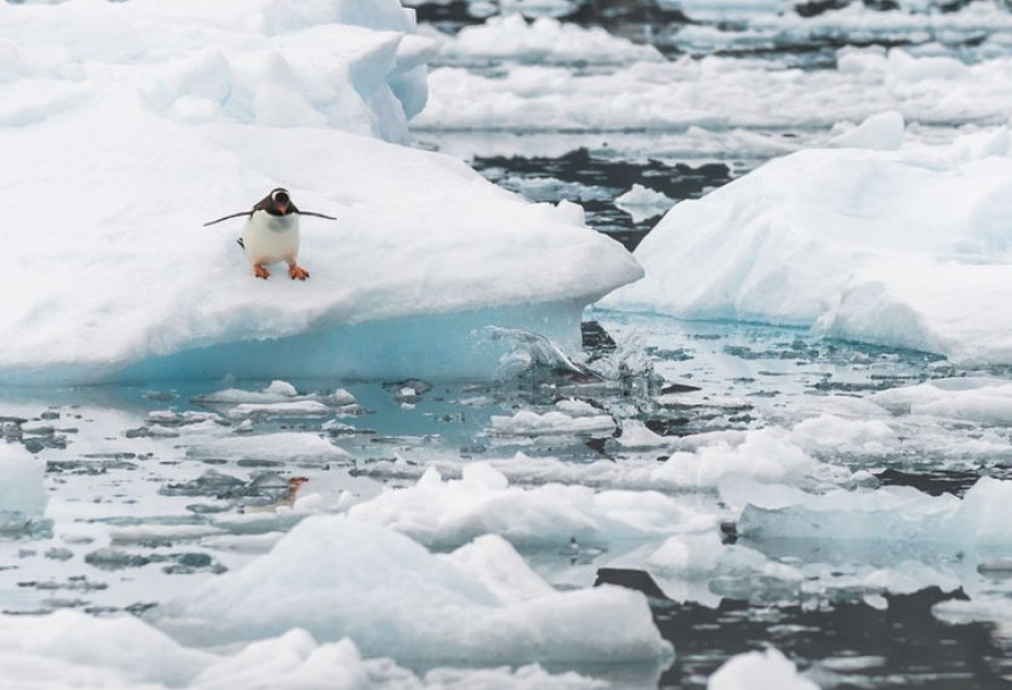 The Arctic just sweltered through its hottest year on record