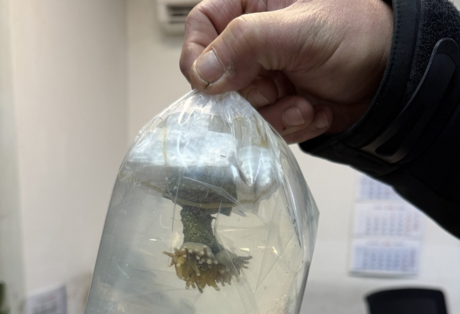 Bulgarian customs seize live corals in first-ever case at Kapitan Andreevo border crossing