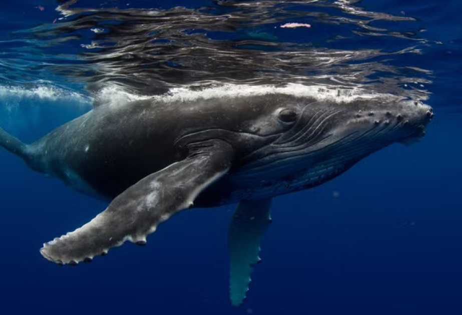 Drones detect deadly virus in Arctic whales' breath