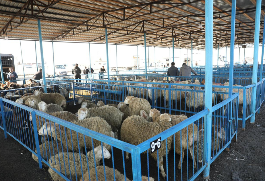 Bərdədəki heyvan bazarında iri və xırdabuynuzlu heyvanların ticarəti təşkil edilib