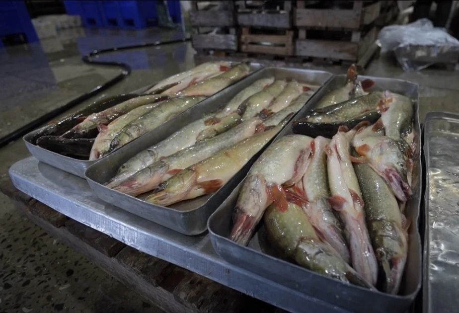 Rusia exporta 40 toneladas de pescado y productos pesqueros a Azerbaiyán