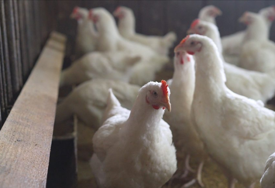 Japan confirms avian influenza outbreak in Kyoto