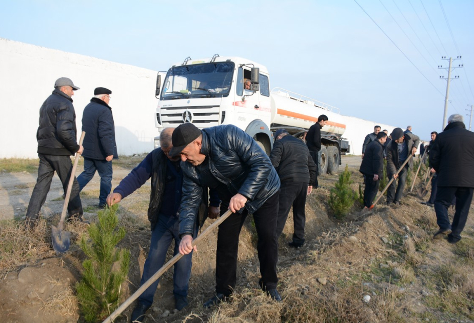 Tərtərdə keçirilən ağacəkmə aksiyasında 250 ədəd Eldar şamı əkilib