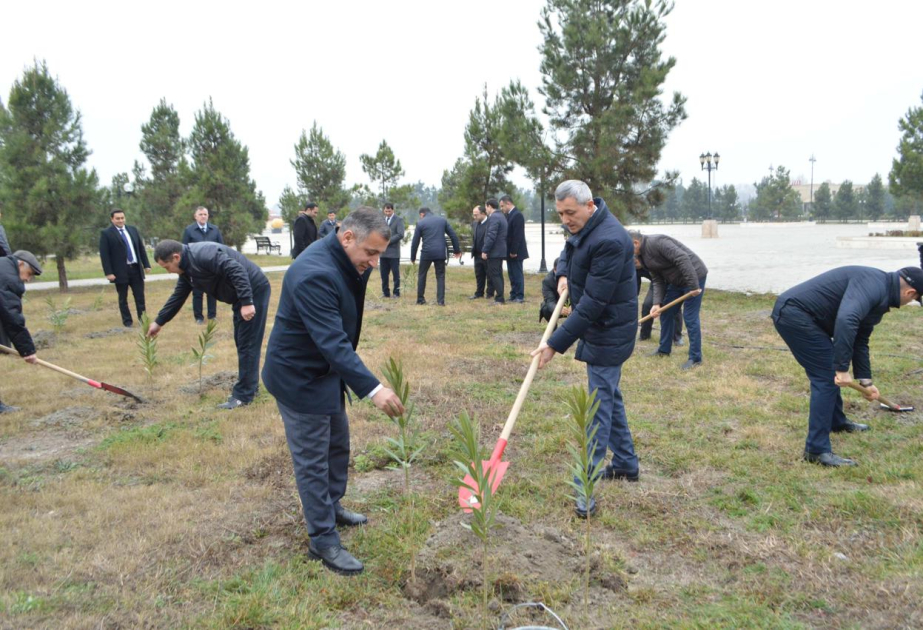 Ağdaşda ağacəkmə aksiyası keçirilib