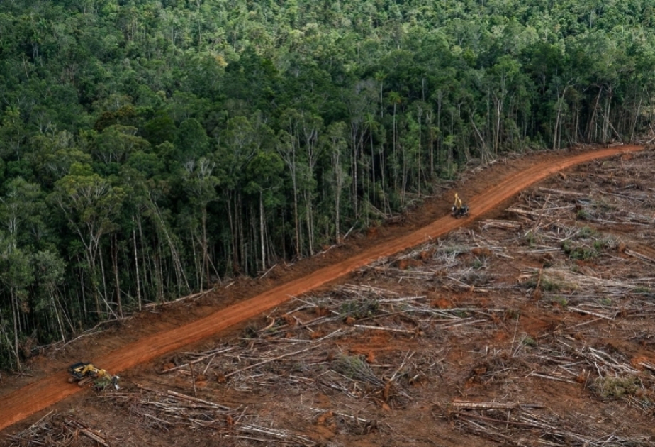 Le commerce mondial de produits forestiers renoue avec la croissance