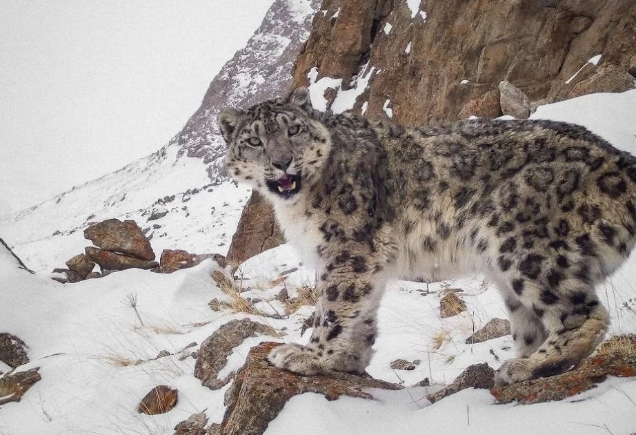 Tajikistan tightens punishments for snow leopard hunting and capture