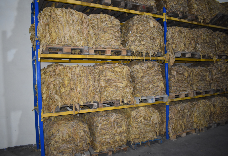 Bu il “Zaqatala AGRO İndustry” MMC-nin emal məntəqəsində 465,2 ton quru tütün istehsal edilib