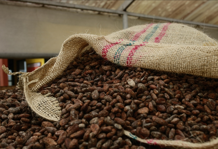 Cacao : les prix chutent de près de moitié depuis début 2025