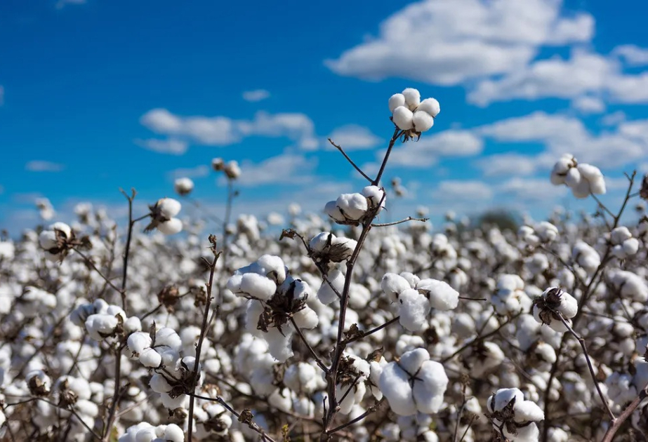Pambıq yığımı başa çatır - sahələrdən 360 min tondan çox məhsul yığılıb