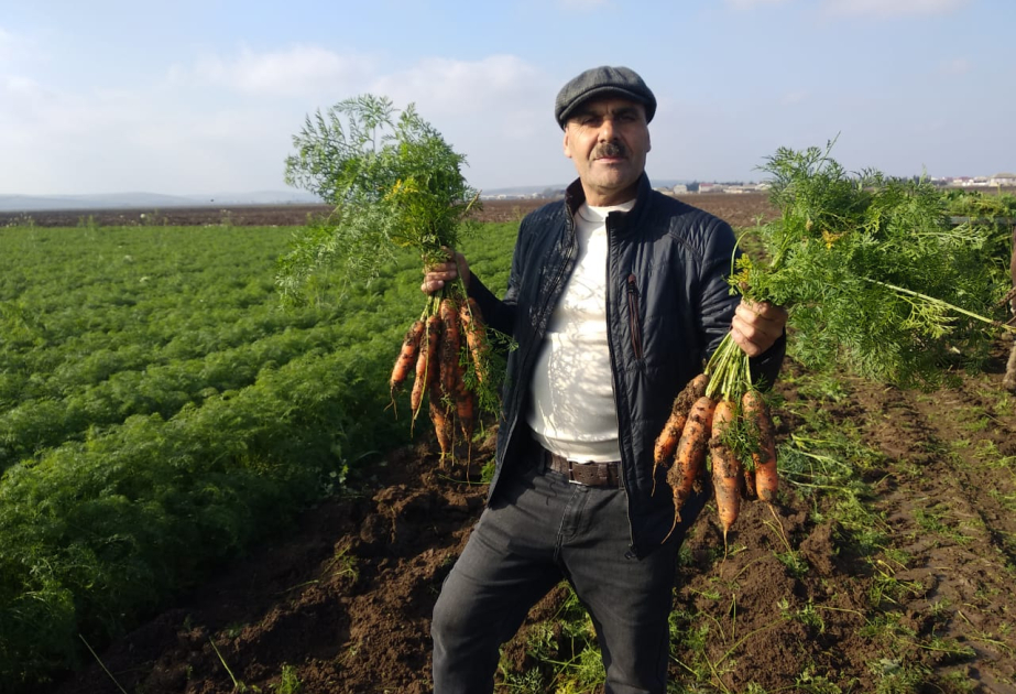 Cəlilabadda qeyri-ənənəvi təsərrüfat: Fermer yerkökü istehsalını 1000 tona çatdırmağı hədəfləyir