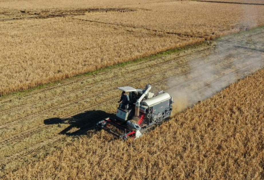 Ankäufe von Herbstgetreide in China übersteigen 200 Millionen Tonnen
