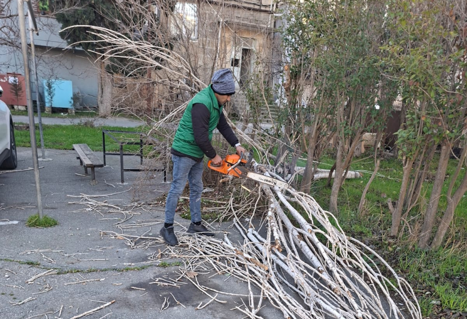 Gecə saatlarından etibarən Bakı şəhəri ərazisində 8 ağac sınıb