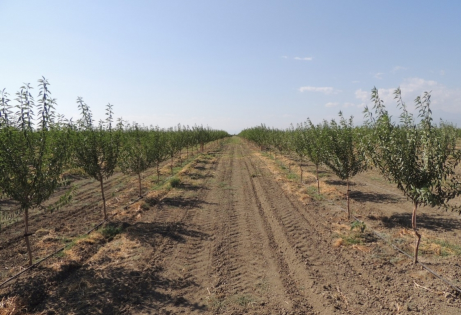 En 2025 se establecieron nuevos huertos frutales en 482,8 hectáreas en Tartar