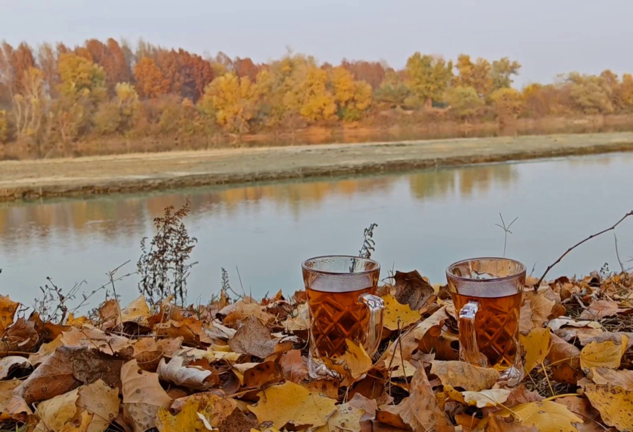 A unique destination for ecotourism: Tugay forests stretching along the Kura River VIDEO