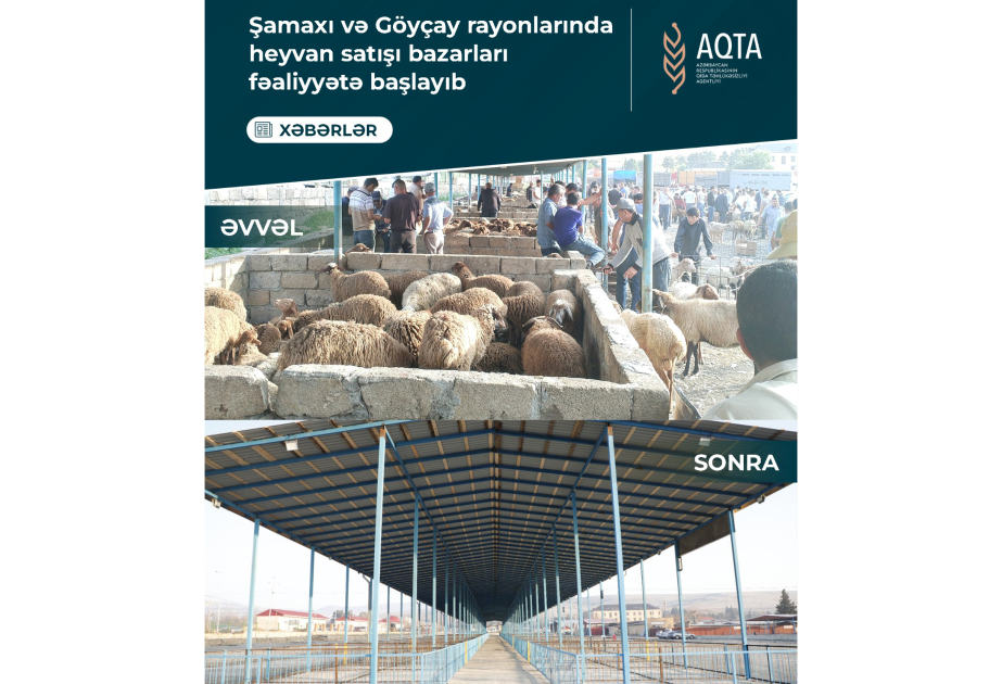 Şamaxıda və Göyçayda heyvan satışı bazarlarının fəaliyyətinə icazə verilib
