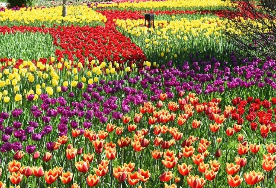 Tajikistan to host Flower Festival in April