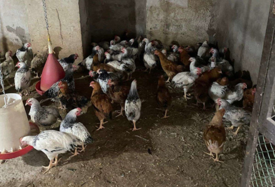 İsmayıllıda qanunsuz fəaliyyət göstərən quş kəsimi sexi aşkarlanıb