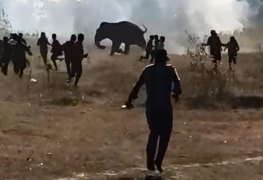 Elephant kills 20 in Indian state as rescue efforts continue