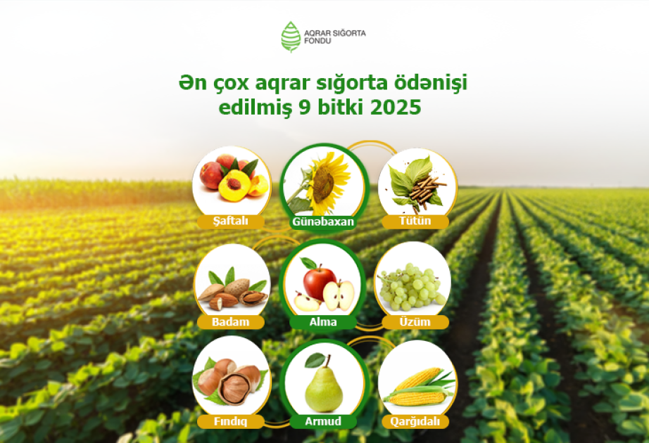 Azərbaycanda əkin sahələri üzrə aqrar sığorta ödənişləri 70 faiz artıb