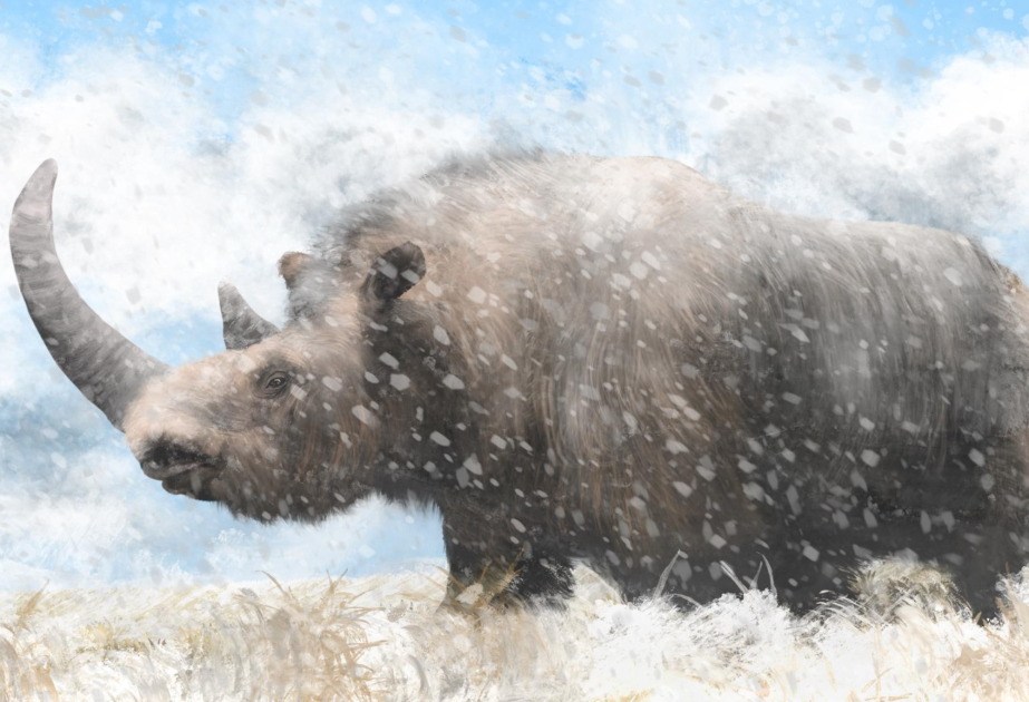Scientists recover genome from woolly rhino eaten by Ice Age wolf