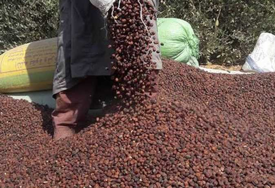 Quraqlığa dözümlü səhra bitkisi Misirə milyardlar qazandıra bilər