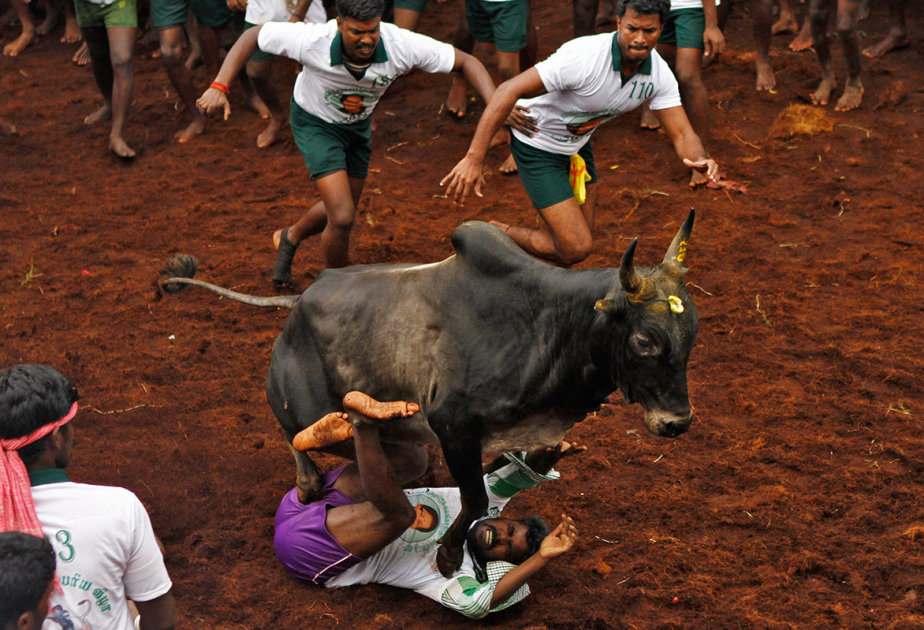 7 killed, over 100 injured during bullfighting sport in India's Tamil Nadu