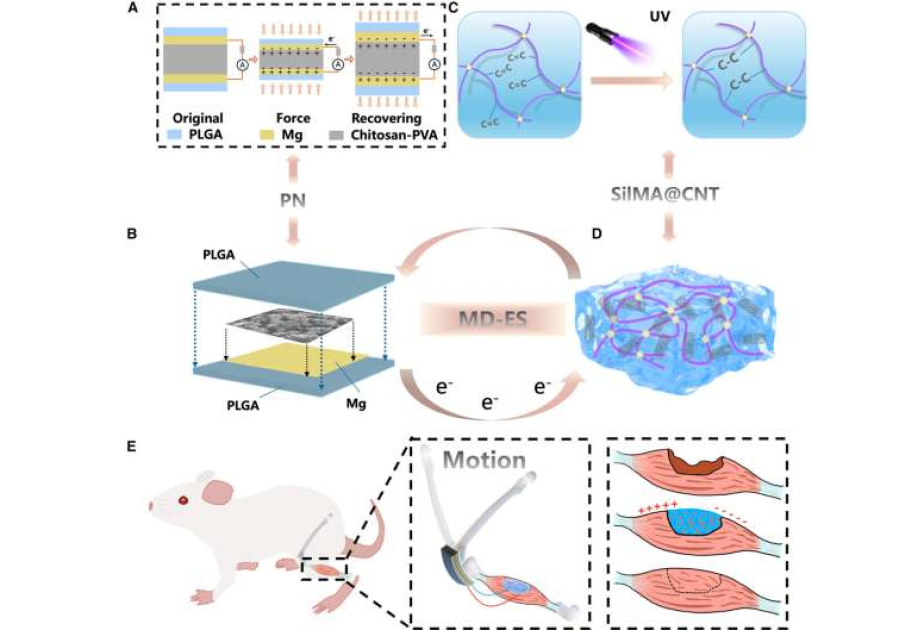 Chinese scientists develop self-powered device to speed up muscle repair