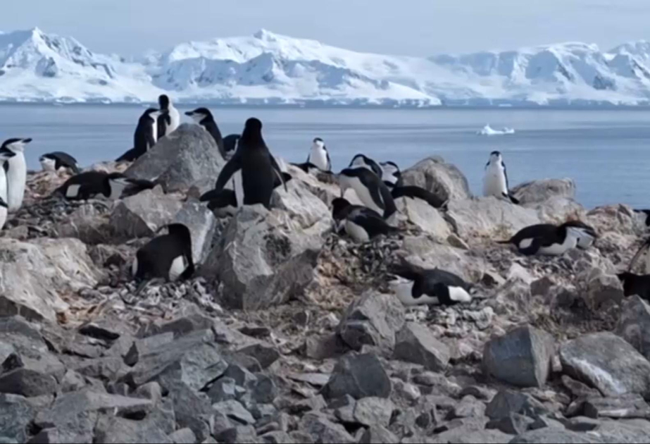Pinguine verschieben Brutzeit in Rekordtempo