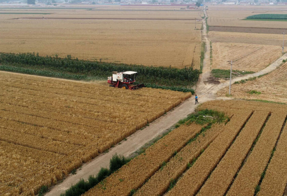 Chinas Getreideproduktion erreicht 2025 neuen Höchststand
