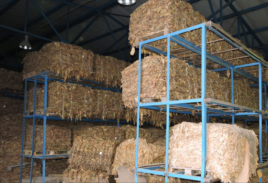 Qaxda quru tütün istehsalı 86,3 ton artıb