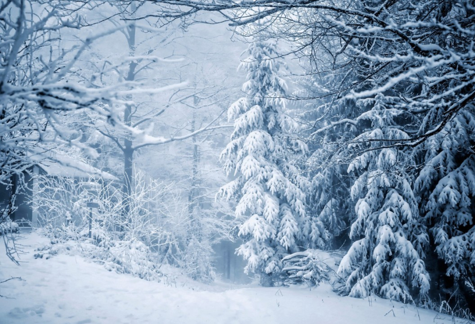 Падение температур связано с резким уменьшением уровня кальция в океанах