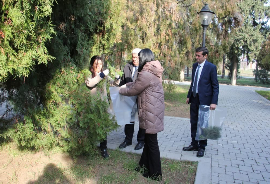 Naftalanda qəhvəyi mərmər bağacığına qarşı mübarizə tədbirləri davam etdirilir