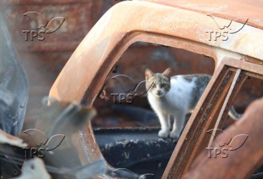 Israeli AI that studies cats could one day help decode human behavior