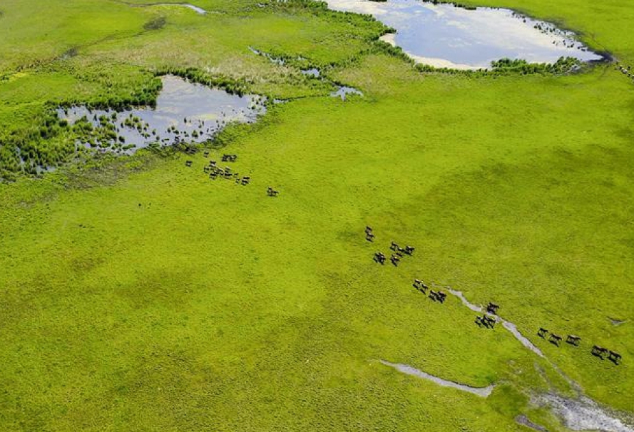 China's wetland area ranks first in Asia, 4th globally