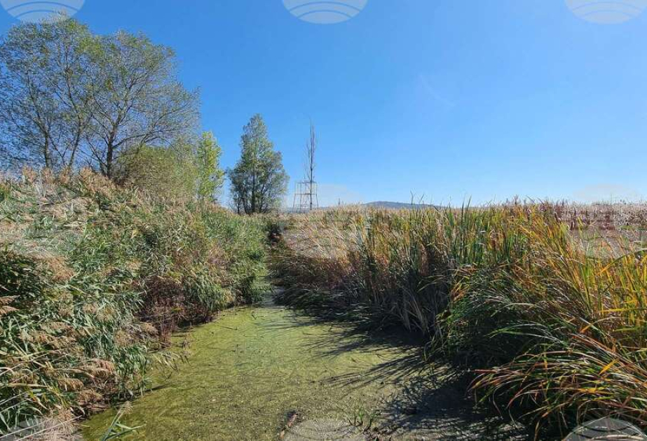 World wetlands day marked amid warnings over alarming state of Bulgaria’s wetlands