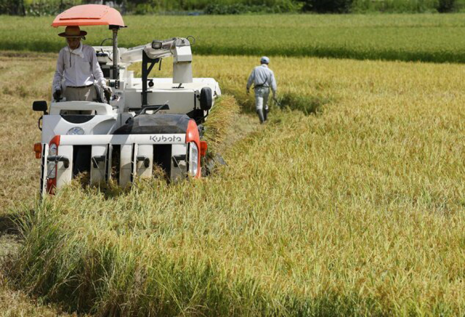 Japan's annual farm exports rise to new record 1.7 trillion yen